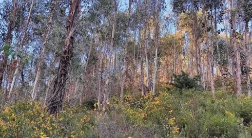 Terreno para Venda em Glória e Vera Cruz
