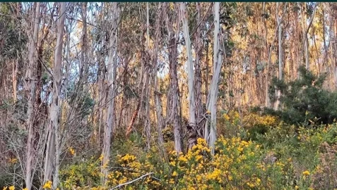 Terreno para Venda em Glória e Vera Cruz