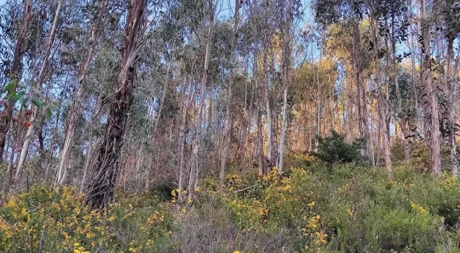 Terreno para Venda em Glória e Vera Cruz Foto 3