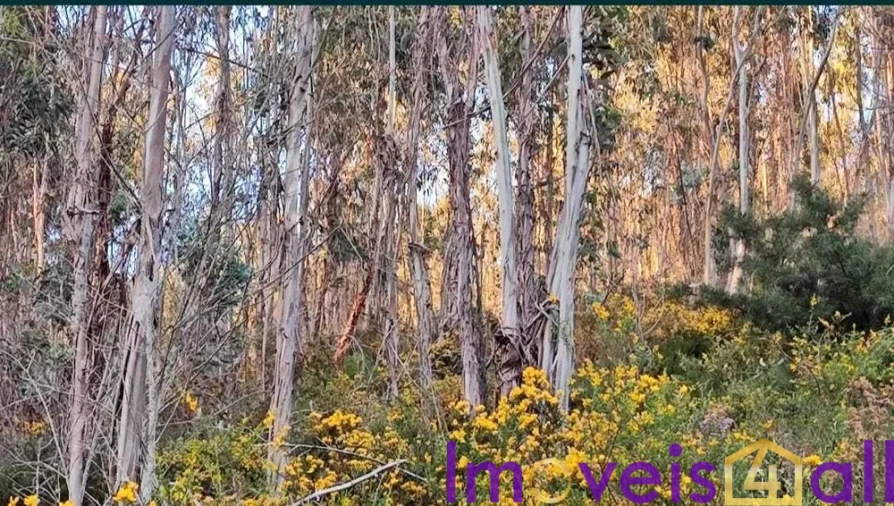 Terreno para Venda em Glória e Vera Cruz Foto 2