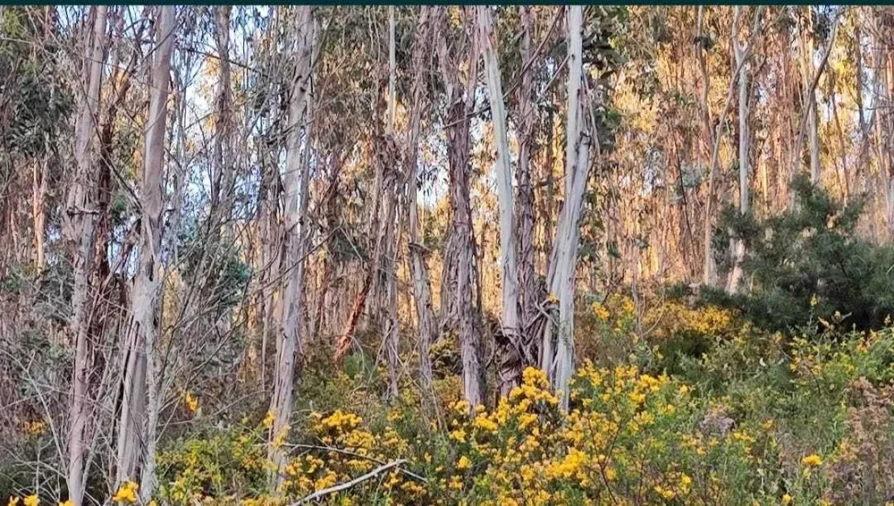 Terreno para Venda em Glória e Vera Cruz Foto 2