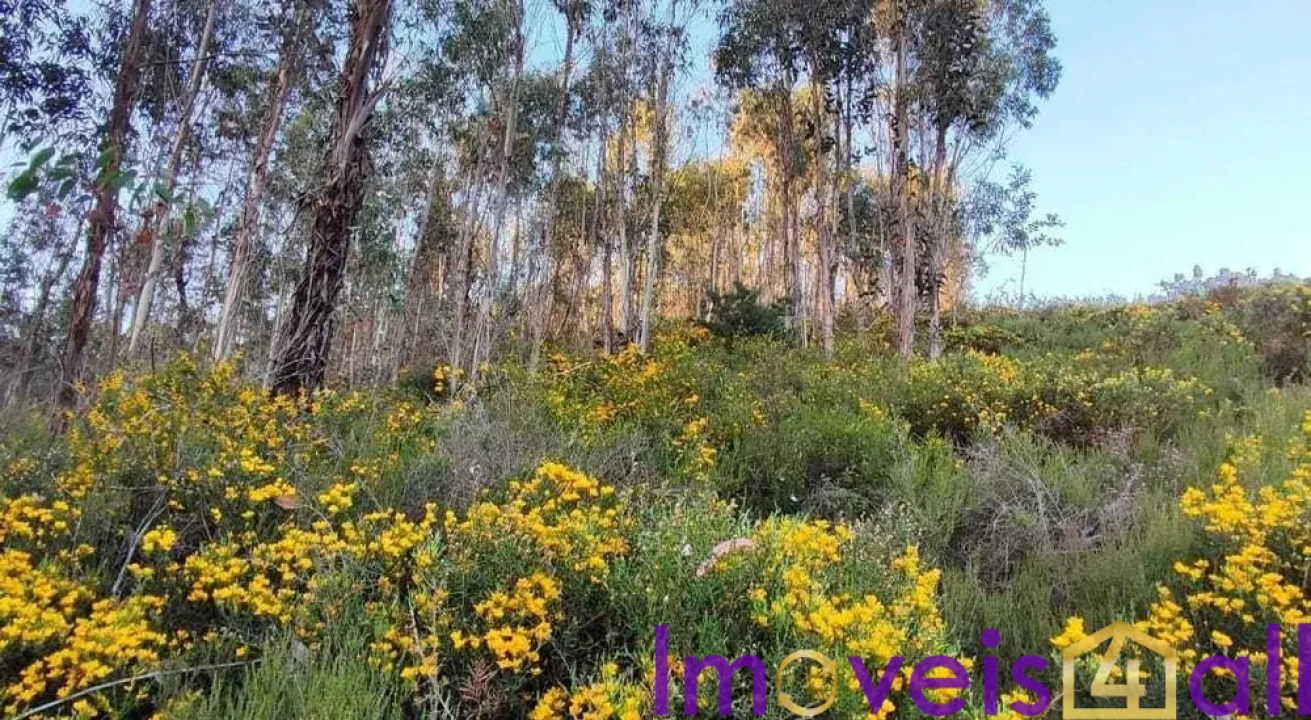 Terreno para Venda em Glória e Vera Cruz Foto 1