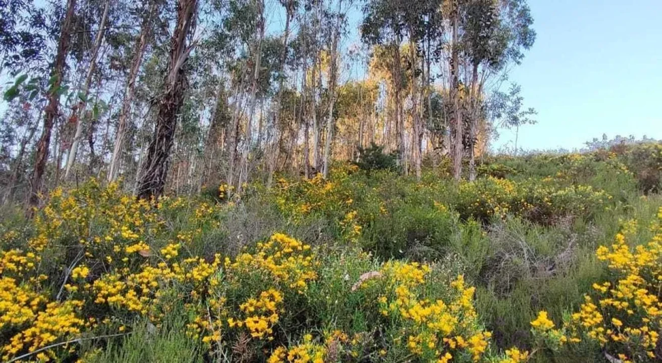 Terreno para Venda em Glória e Vera Cruz Foto 1