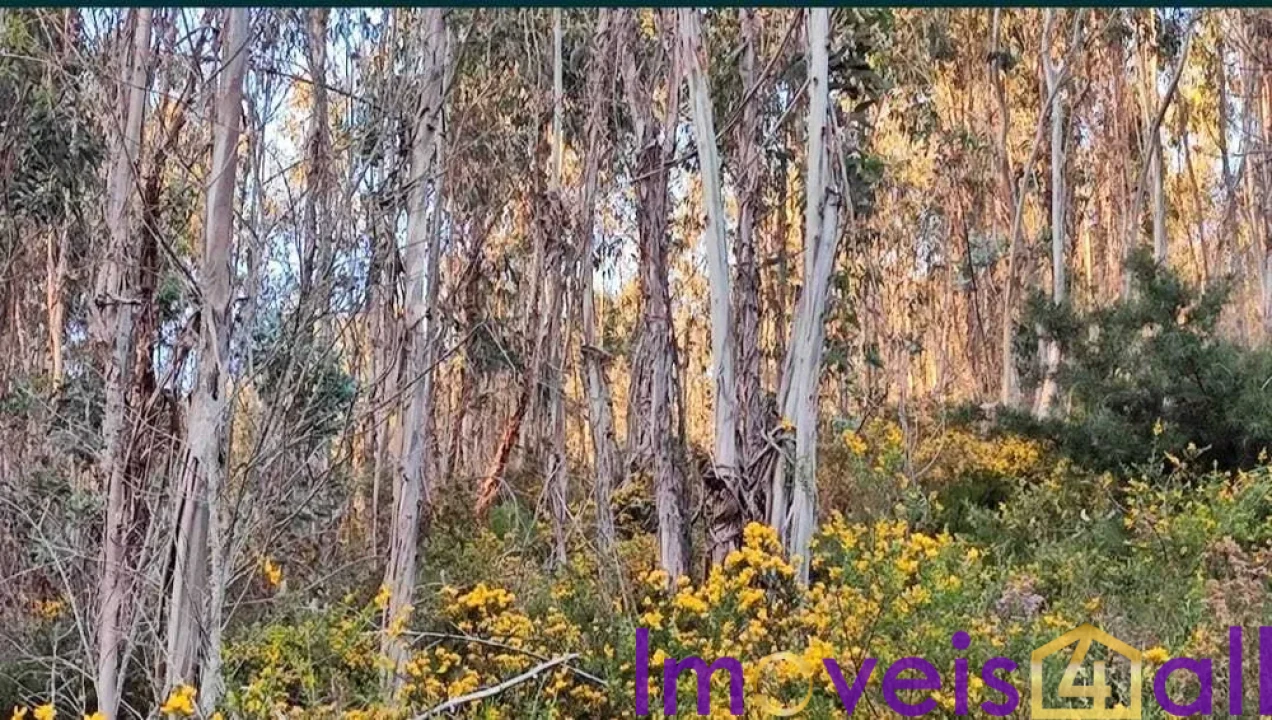 Terreno para Venda em Glória e Vera Cruz Foto 2