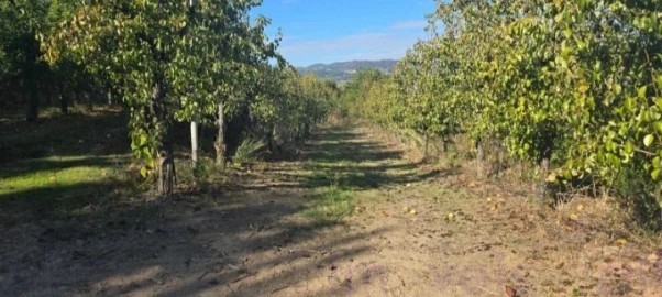 Quinta T8 para Venda em Adorigo