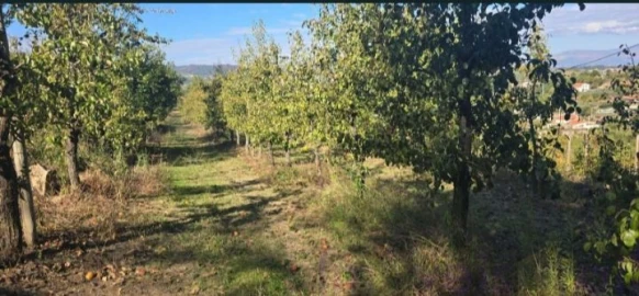 Quinta T8 para Venda em Adorigo