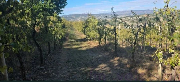 Quinta T8 para Venda em Adorigo