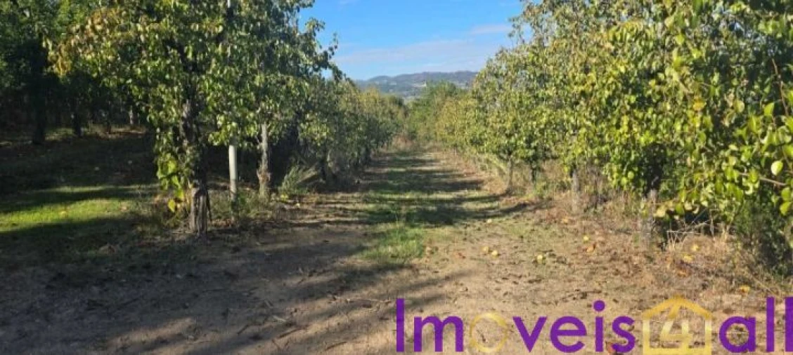 Quinta T8 para Venda em Adorigo Foto 6