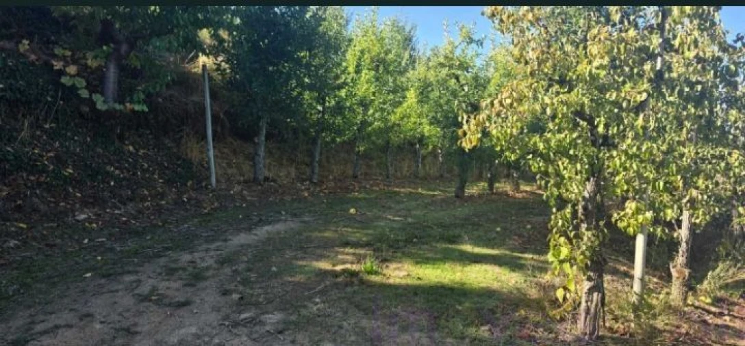 Quinta T8 para Venda em Adorigo Foto 4