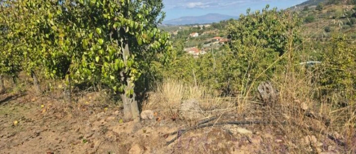 Quinta T8 para Venda em Adorigo Foto 5