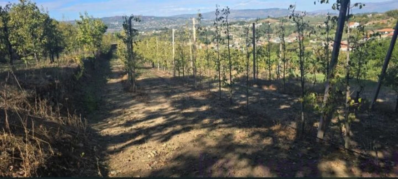 Quinta T8 para Venda em Adorigo Foto 10