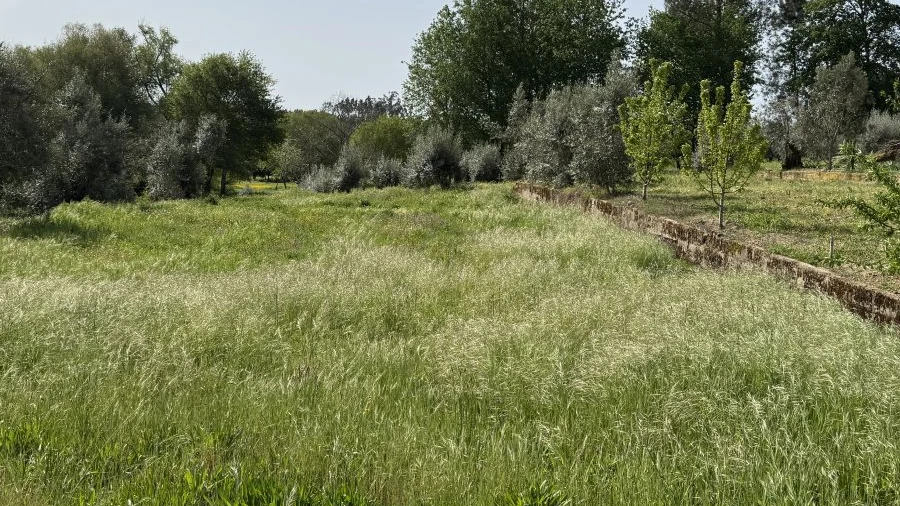 Terreno para Venda em Cabanas de Viriato