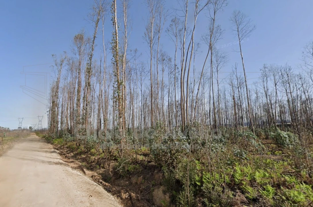 Terreno Agricola ou Rústico para Venda em Albergaria-A-Velha e Valmaior Foto 2
