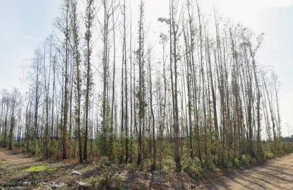 Terreno Agricola ou Rústico para Venda em Albergaria-A-Velha e Valmaior