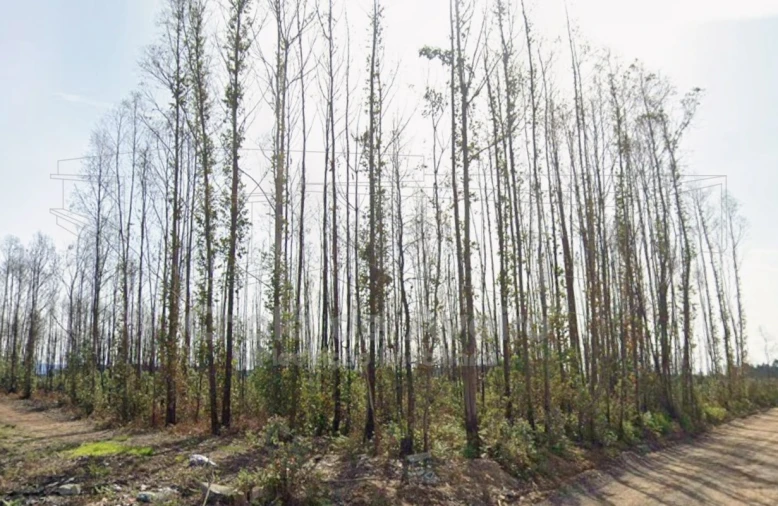 Terreno Agricola ou Rústico para Venda em Albergaria-A-Velha e Valmaior Foto 3