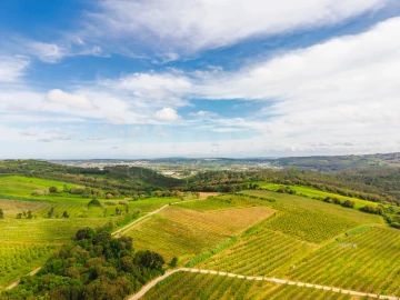 Terreno para Venda em Roliça