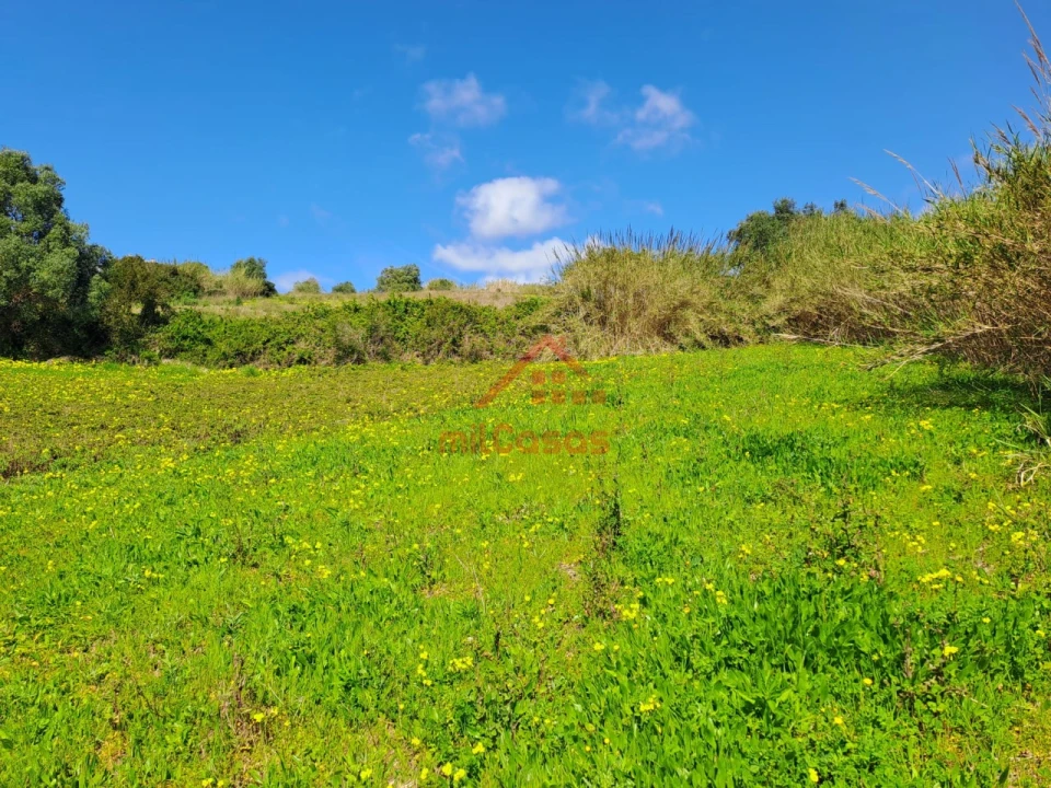 Terreno Agricola ou Rústico para Venda em Lourinhã e Atalaia Foto 3