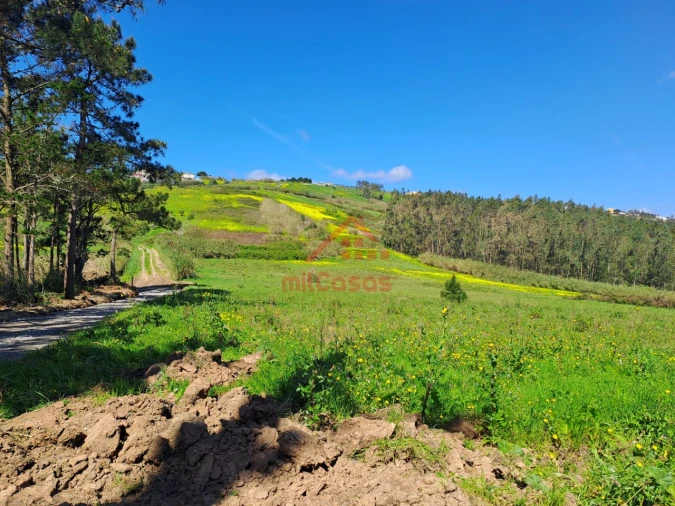 Terreno Agricola ou Rústico para Venda em Lourinhã e Atalaia Foto 13