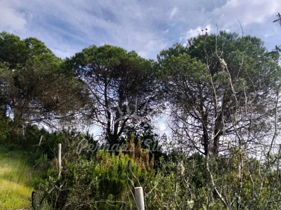 Terreno Agricola ou Rústico para Venda em Santiago do Cacém, Santa Cruz e São Bartolomeu da Serra Foto 2