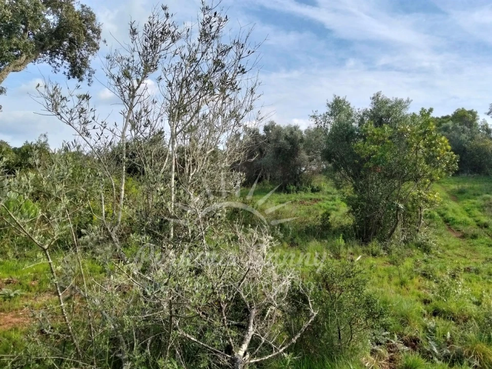 Terreno Agricola ou Rústico para Venda em Santiago do Cacém, Santa Cruz e São Bartolomeu da Serra Foto 13
