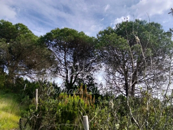 Terreno Agricola ou Rústico para Venda em Santiago do Cacém, Santa Cruz e São Bartolomeu da Serra Foto 2