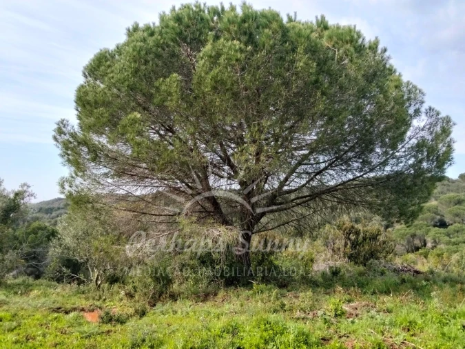 Terreno Agricola ou Rústico para Venda em Santiago do Cacém, Santa Cruz e São Bartolomeu da Serra Foto 3