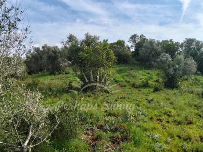 Terreno Agricola ou Rústico para Venda em Santiago do Cacém, Santa Cruz e São Bartolomeu da Serra Foto 11