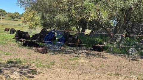 Moradia T3 para Venda em Torre de Coelheiros