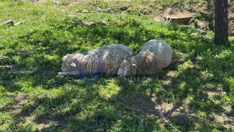 Moradia T3 para Venda em Torre de Coelheiros