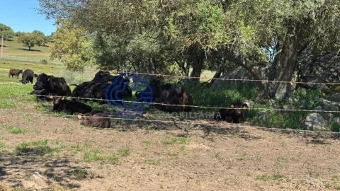 Moradia T3 para Venda em Torre de Coelheiros