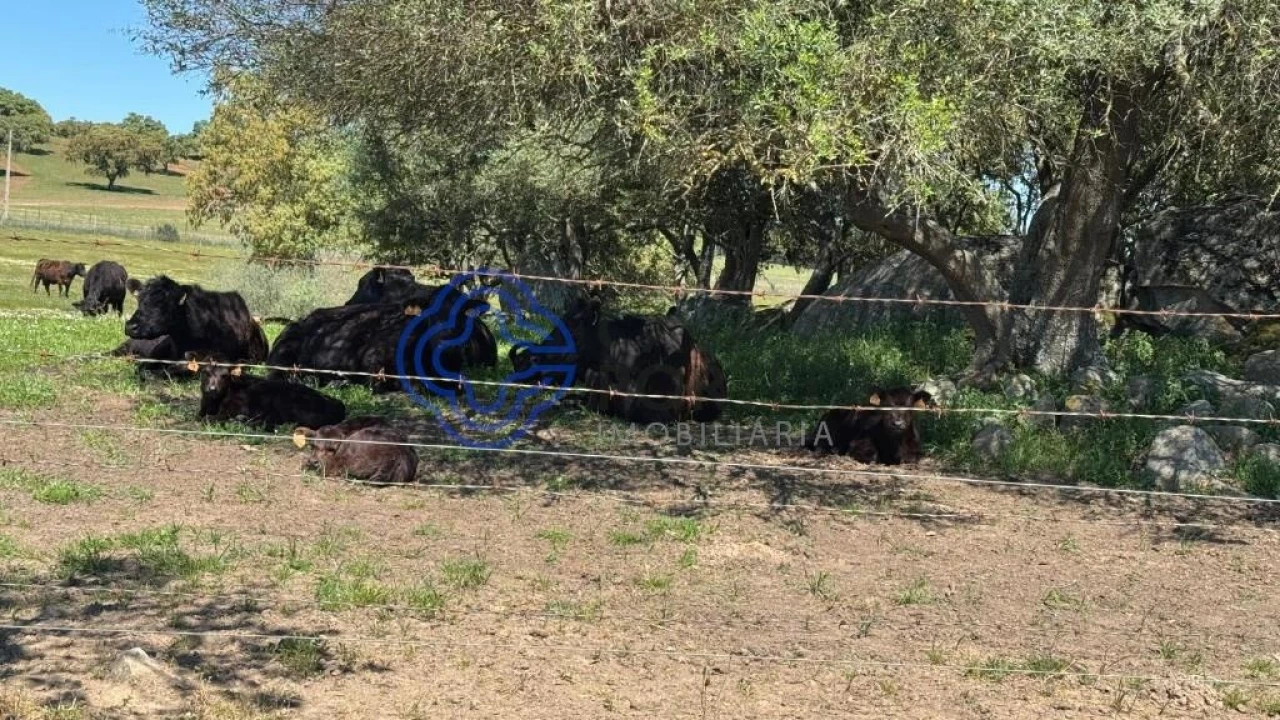 Moradia T3 para Venda em Torre de Coelheiros Foto 47