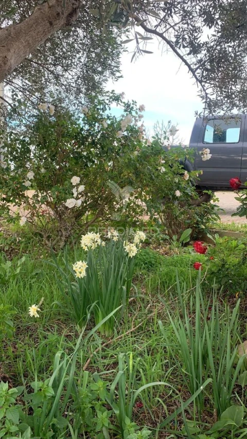 Moradia para Venda em Algoz e Tunes