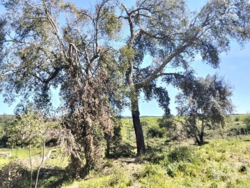 Moradia T1 para Venda em Nossa Senhora do Pranto