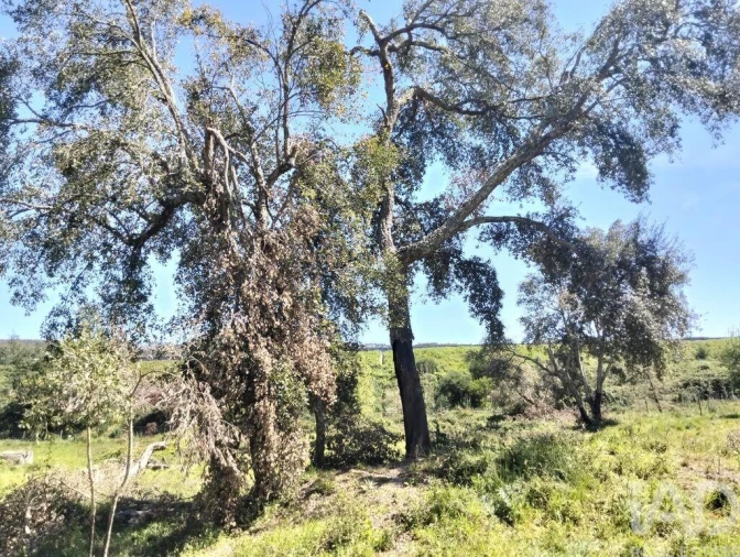 Moradia T1 para Venda em Nossa Senhora do Pranto Foto 21