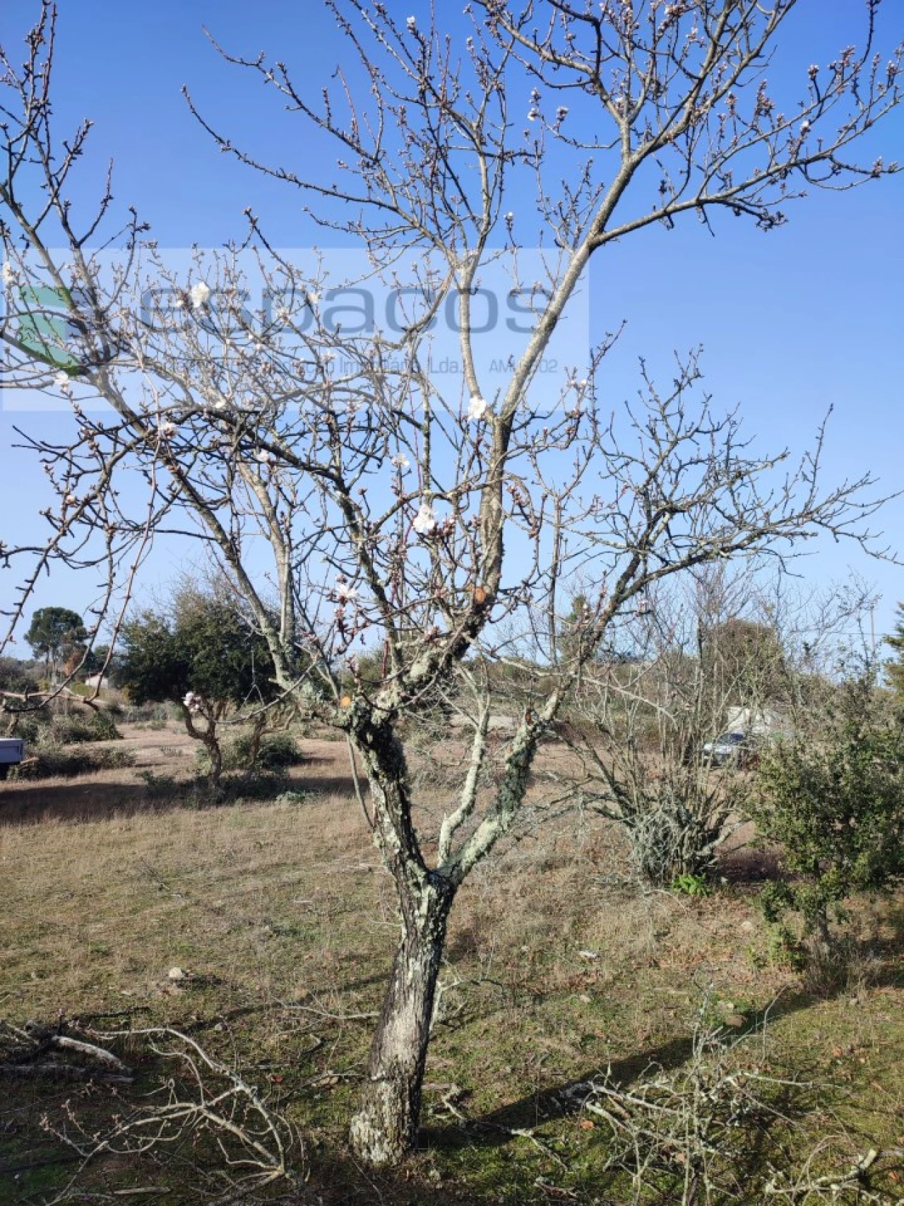 Quinta para Venda em Castelo Branco Foto 8