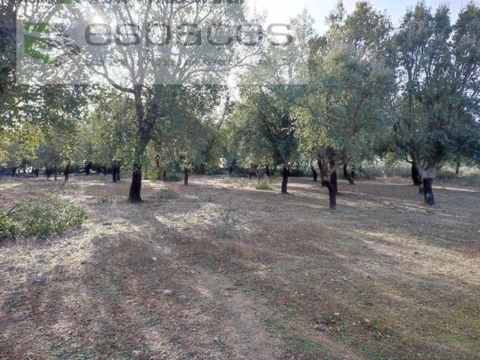 Quinta para Venda em Castelo Branco Foto 13