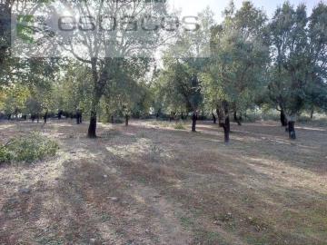 Quinta para Venda em Castelo Branco