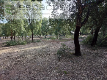 Quinta para Venda em Castelo Branco