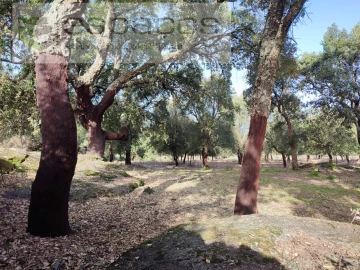 Quinta para Venda em Castelo Branco