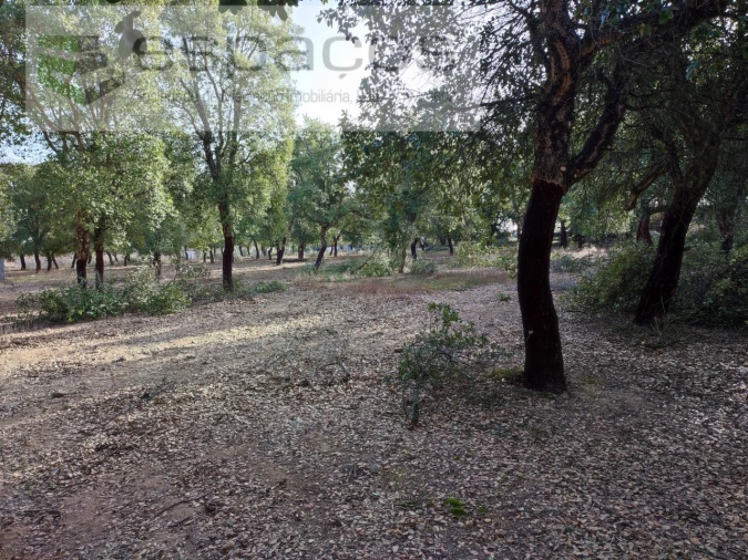 Quinta para Venda em Castelo Branco Foto 14