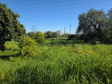 Terreno para Venda em Alcantarilha e Pêra