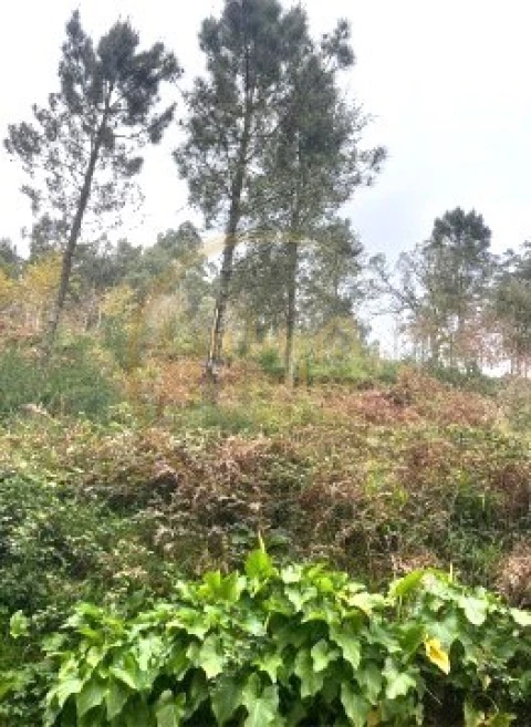 Terreno para Venda em Ribeira do Neiva