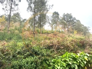 Terreno para Venda em Ribeira do Neiva