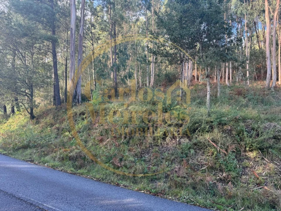 Terreno Agricola ou Rústico para Venda em Carreiras (São Miguel) e Carreiras (Santiago) Foto 2
