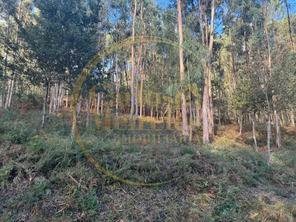 Terreno Agricola ou Rústico para Venda em Carreiras (São Miguel) e Carreiras (Santiago) Foto 5