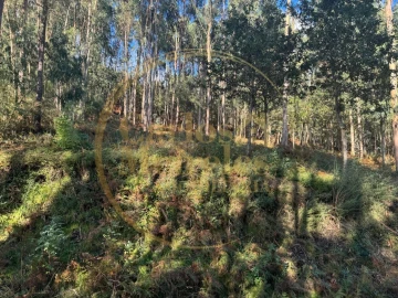 Terreno Agricola ou Rústico para Venda em Carreiras (São Miguel) e Carreiras (Santiago)