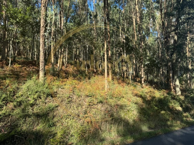 Terreno Agricola ou Rústico para Venda em Carreiras (São Miguel) e Carreiras (Santiago) Foto 4