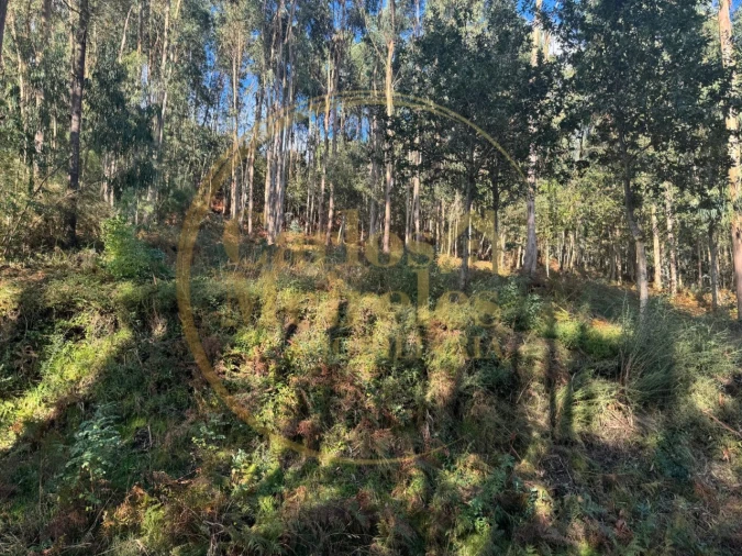 Terreno Agricola ou Rústico para Venda em Carreiras (São Miguel) e Carreiras (Santiago) Foto 9