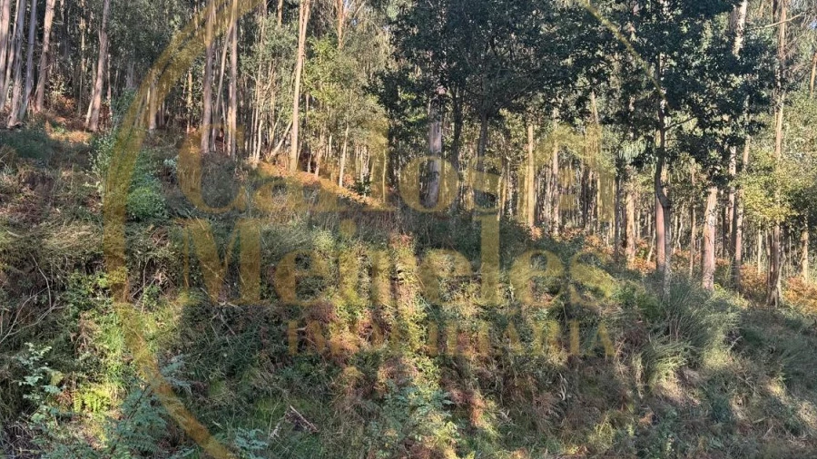Terreno Agricola ou Rústico para Venda em Carreiras (São Miguel) e Carreiras (Santiago)