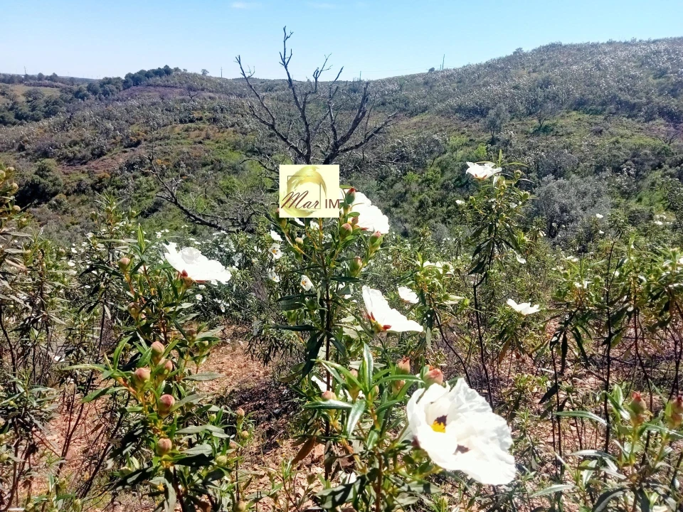 Terreno Agricola ou Rústico para Venda em Odeleite Foto 5